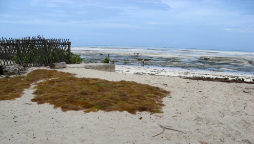 Quand la mer se retire, des champs d'algues (cultivées sur des cordes) apparaissent. Les femmes s'en occupent à marée basse, et font sécher leur récolte sur la plage.
