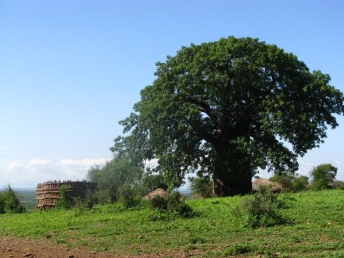 Avant  la construction de l'école «en dur»,  la classe du village se situait en plein air, sous ce baobab.