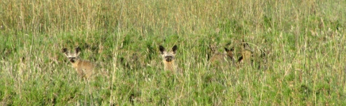 Adorables renards chauve-souris