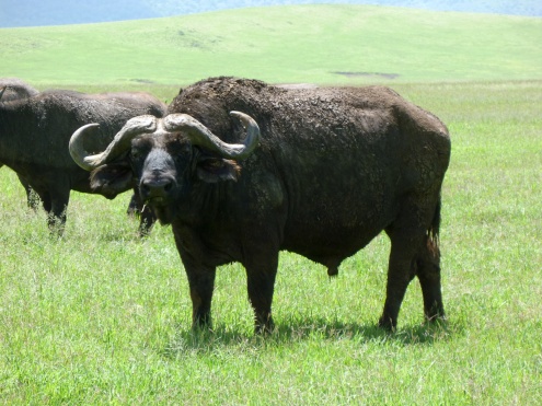 Cousin de notre bison d'Amérique, le buffle  (African buffalo) est l'un des Big Five