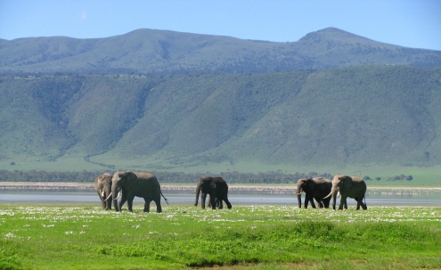 Un placide troupeau d'éléphants