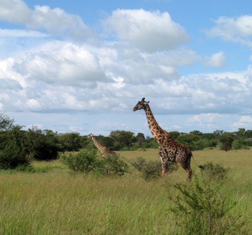Des girafes maasais. Remarquez les taches, elles sont différentes de celles des Rothschild vues au Kenya.