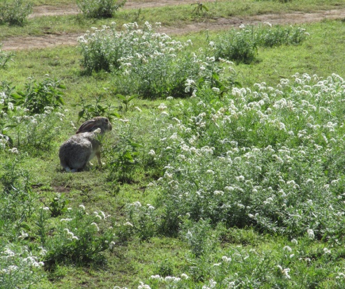 Autre surprise : il y a (au moins un) lapin sauvage dans le Serengeti!