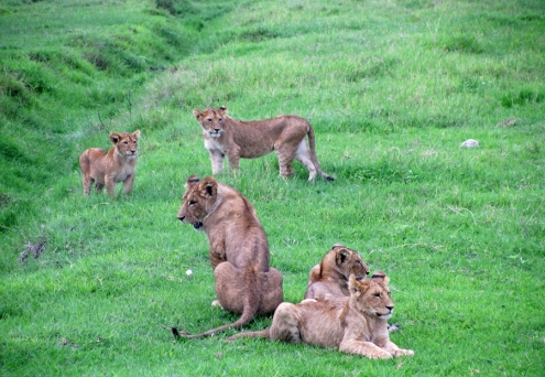 Un groupe de lionceaux qui profitent du soleil