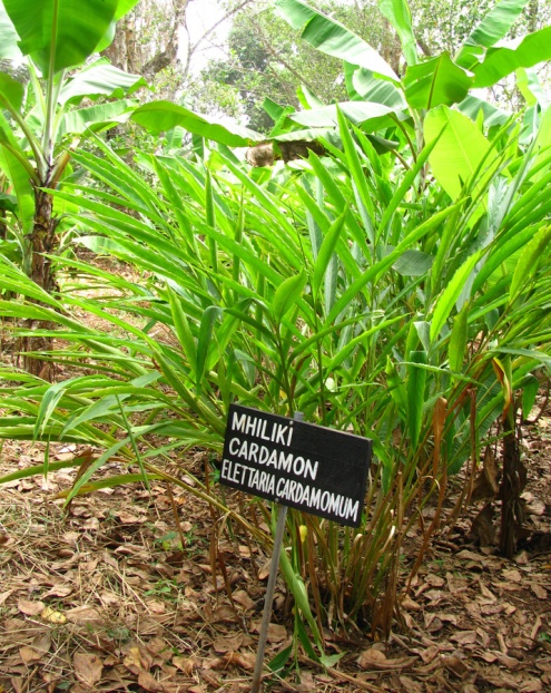 Un plant de cardamome