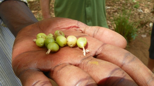 Des grains de cardamome frais, récolté qui pousse sur le sol, au bas du plant