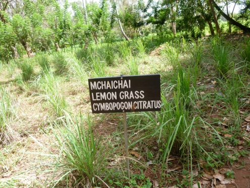 Plantation de citronnelle, qui sert autant comme épice que comme chasse-moustique traditionnel (mais pas toujours si efficace!)