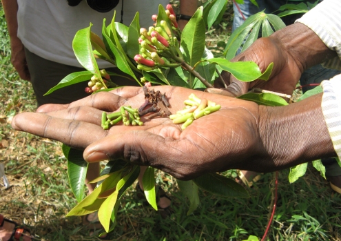 Le clou de girofle - le Roi des épices de Zanzibar et fruit du giroflier - à différents stades de son séchage.