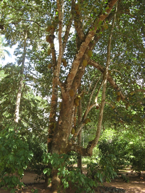 Le jacquier, un arbre qui donnent d'énormes «fruits de Jacques». Ça goûte un peu le litchi.