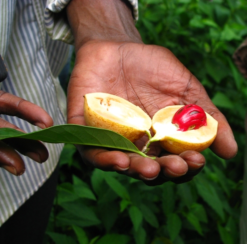 La noix de muscade est en fait le noyau du fruit du muscadier.