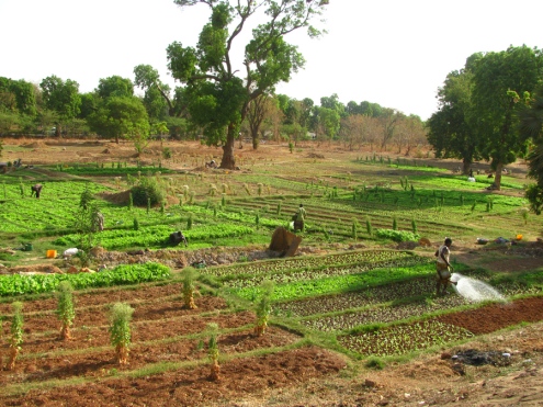 Les barrages de Ouaga abritent aussi des jardins, moins prospères que ceux de Goinré.