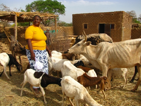 Madame Kafando, une productrice pionnière de la Boucle du Mouhoun, et une partie de son troupeau